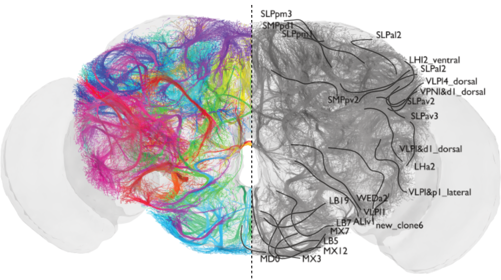 we-mapped-the-full-adult-fly-brain-fly-connectome