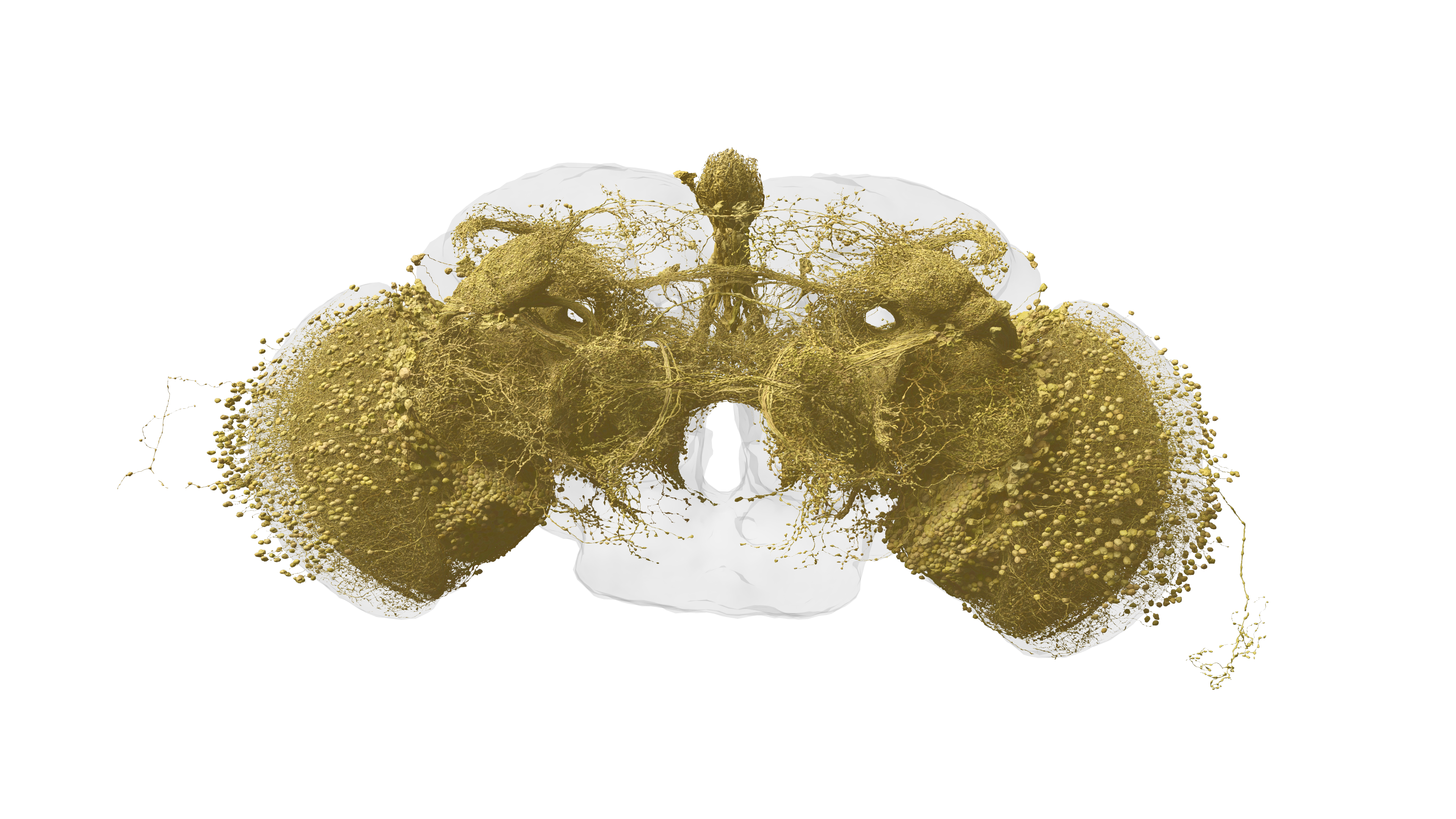 Visual projection neurons – Fly Connectome